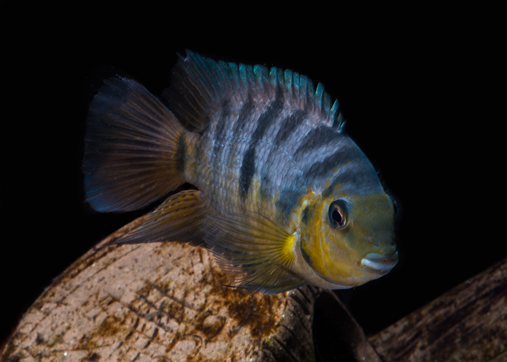 Convict Cichlid, Amatitlania siquia; Photographed by Mo Devlin